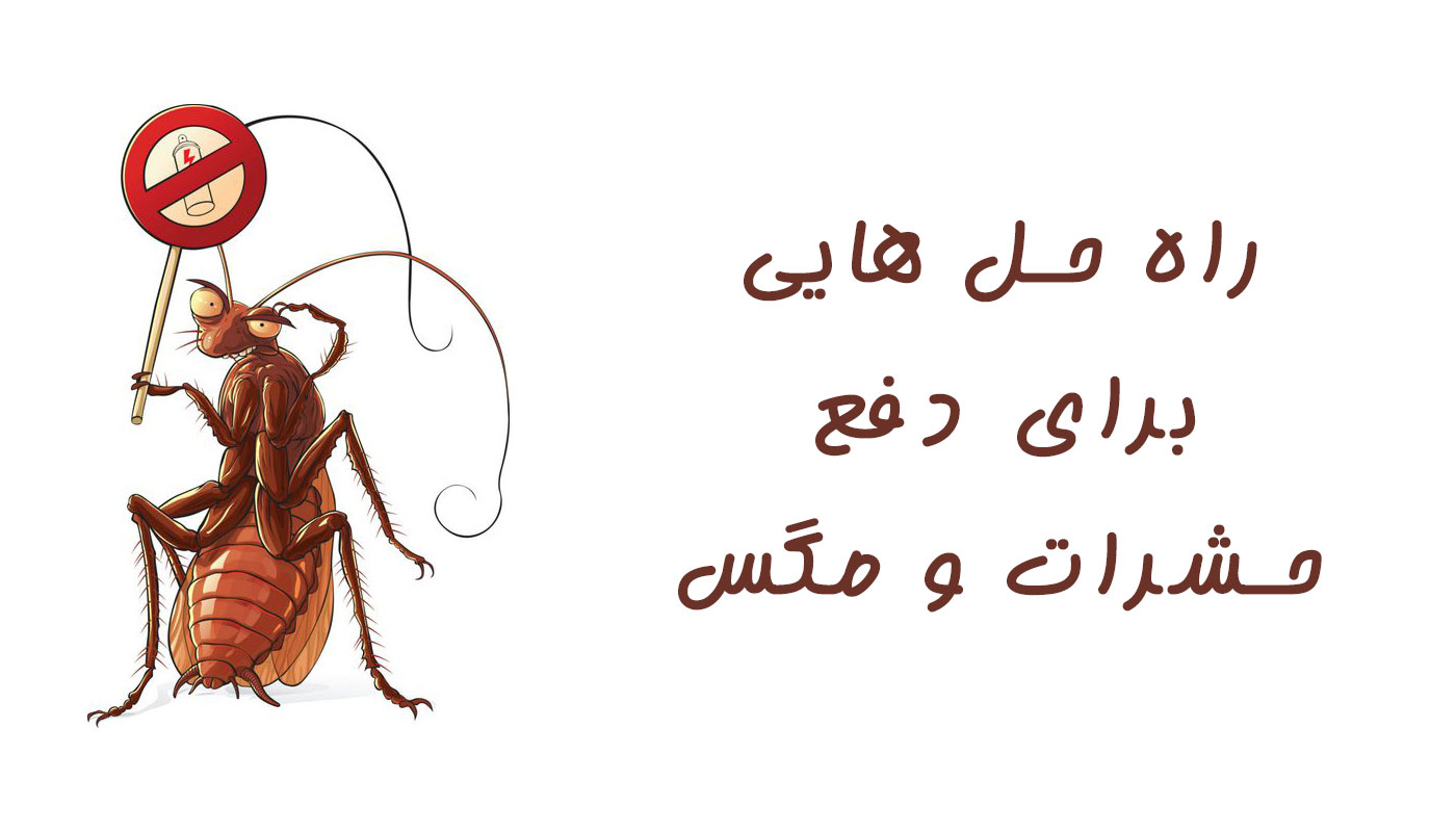 9 راه حل کاربردی برای دفع حشرات و مگس